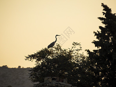 Heron 风景壁纸背景照片太阳羽毛背光灰色捕食者好奇心摄影荒野动物苍鹭图片