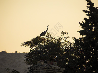 Heron 风景壁纸背景照片捕食者水平太阳钓鱼荒野动物好奇心摄影翅膀野生动物图片