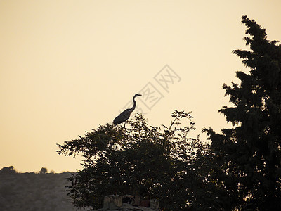 Heron 风景壁纸背景照片翅膀动物苍鹭捕食者蓝色背光白色野生动物钓鱼摄影图片