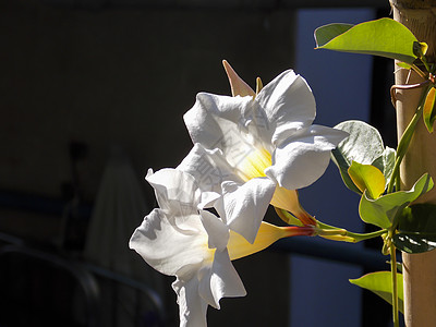 白智利茉莉花密闭恋人花瓣中心季节性山地植物生长叶子杂交种情调图片