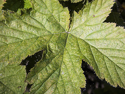 叶子紧紧闭草本植物野花绿色植物白色草本生长宏观玫瑰荒野图片