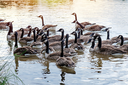 鸭子和很多鸭子在湖上游泳蓝色水禽团体池塘动物反射家庭荒野鸟类野生动物图片