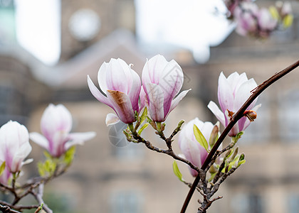 在阳光明媚的春日 在对着市政厅的早午餐上献白花和粉红木兰花季节紫色植物学植物叶子花园天空植物群白色生长图片