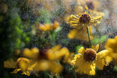 黄色的Echinacea 在空气中滴下许多水图片