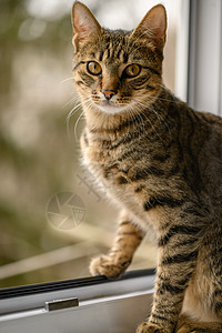 年轻的欧洲短毛猫的肖像猫咪短发宠物哺乳动物猫科眼睛食肉动物爪子成人图片