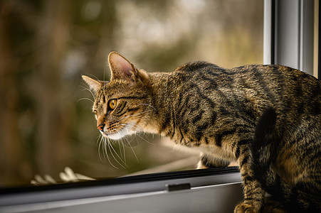 年轻的欧洲短毛猫的肖像警觉短发食肉猫科动物窗户哺乳动物小猫警报爪子打猎图片