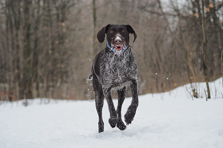 冬天在森林打猎的狗 德国德雷萨猎人喜悦棕色羊毛露天动物森林猎狗图片