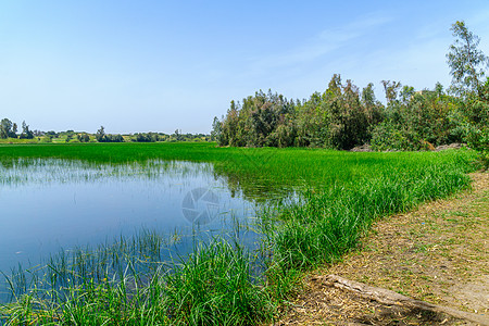 森林池自然保护区 哈德拉水坑风景植被乡村森林娱乐水池池塘沙龙绿色图片