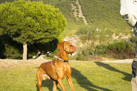 匈牙利品种狗肖像猎犬棕色猎人猎狗犬类指针打猎哺乳动物宠物动物图片