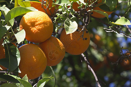 日晒橙树 绿叶子果汁环境种植园农场叶子农民花园收成植物晴天图片