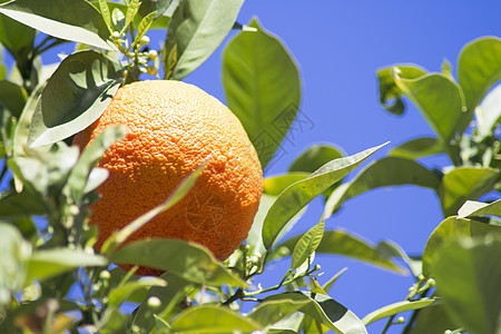 日晒橙树 绿叶子农业水果树林花园环境种植种植园果树热带晴天图片