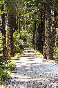 在叶勒的果园中 在椰枣树之间植物天堂旅行晴天树干园艺小路干旱生长旅游图片