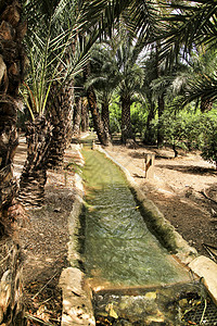 以舍果园中棕榈树之间的灌溉渠道干旱环境植物热带果园树干天堂观光园艺花园图片