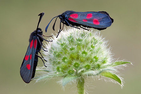 Zygaenidae 蝴蝶图片