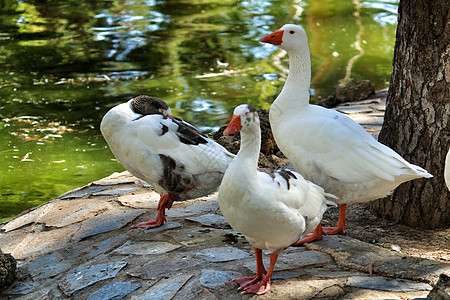 雷纳索非亚公园的鸭子休息动物环境生活叶子羽毛脖子喂养后院池塘图片