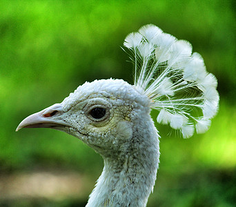 花园里的白孔雀男性眼睛鹅毛笔自豪热带法庭野鸡羽毛尾巴展览图片