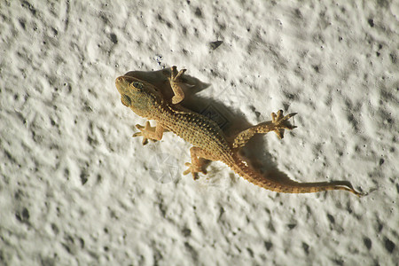白墙上的蜥蜴屋或小Gecko热带蜥蜴人橙子眼睛爬行动物壁虎皮肤生物小动物爬虫图片