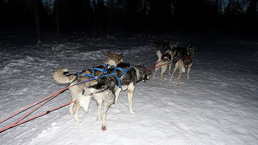 雪地上的西伯利亚狗与雪橇相连 急急等待离开竞赛毛皮运动速度宠物跑步眼睛蓝色动物小狗图片
