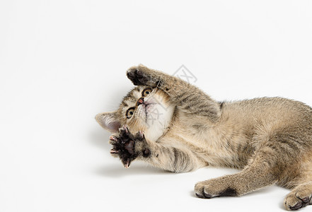 小猫躺在白色背景上 可爱的动物游戏 而猫在背上图片