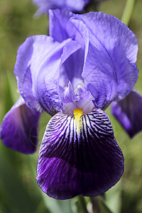 花与爱丽丝美丽紫色的高清图片