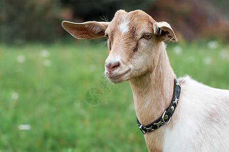 英属努比亚山羊牛角山羊毛皮头发农场女性宠物耳朵鼻子小山羊图片