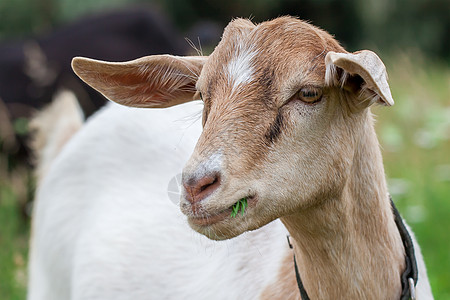 英属努比亚山羊宠物垂耳场地山羊牛角小山羊动物女性家畜耳朵图片
