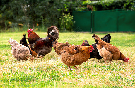龙虾和鸡在草地上放牧家畜农业羽毛家禽栅栏喂养晴天生物农场公鸡图片