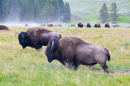 美国怀俄明州黄石公园的野牛群图片