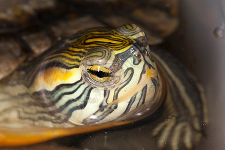 黄环球滑板海龟棕色眼睛荒野爬虫白色剧本乌龟动物学宠物野生动物图片