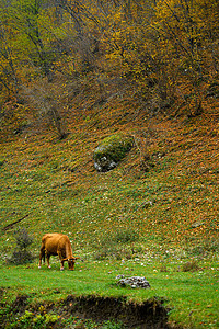 秋天风景 红牛在森林中放牧图片