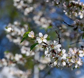 蓝色天空背景上白杏花的树枝杏仁花园花瓣植物粉色公园季节雌蕊白色植物群图片