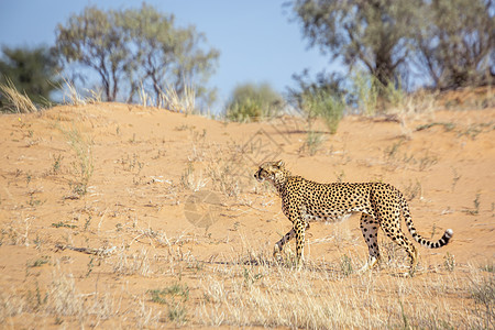 南非Kgalagadi跨界公园Cheetah驱动风景大猫沙丘摄影栖息地荒野野性自然保护区猫科图片