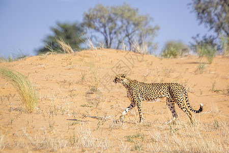 南非Kgalagadi跨界公园Cheetah游戏保护区荒野目的地干旱驱动旅游摄影自然保护区动物图片