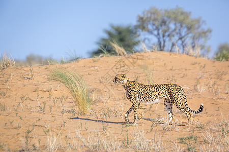 南非Kgalagadi跨界公园Cheetah自然保护区气候保护区猫科生物沙丘沙漠旅游哺乳动物驱动图片