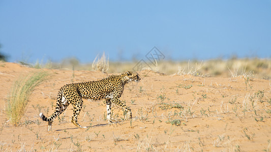 南非Kgalagadi跨界公园Cheetah猫科哺乳动物游戏驱动沙丘风景自然保护区保护区气候干旱图片