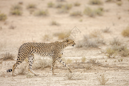 南非Kgalagadi跨界公园Cheetah荒野猫科自然保护区哺乳动物沙漠保护区摄影猎豹野猫气候图片