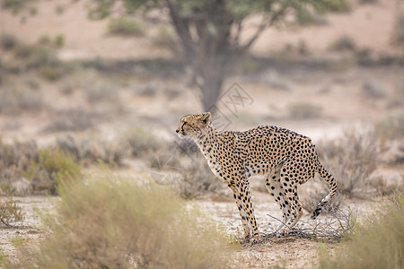 南非Kgalagadi跨界公园Cheetah目的地保护区生物野性猎豹驱动跨境哺乳动物摄影猫科图片