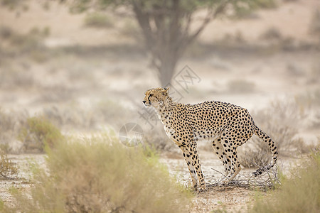 南非Kgalagadi跨界公园Cheetah跨境猫科猎豹野生动物哺乳动物目的地摄影旅游游戏野性图片