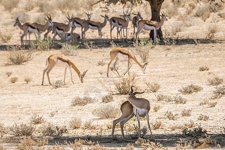 南非Kgalagari跨界公园斯普林博克摄影生物全球跨境旅游野性哺乳动物气候野生动物跳羚图片