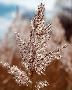 风中摇动着松毛的长发 部分被风吹湿的根茎季节生长花园稻草大麦收成生活宏观场地背景图片