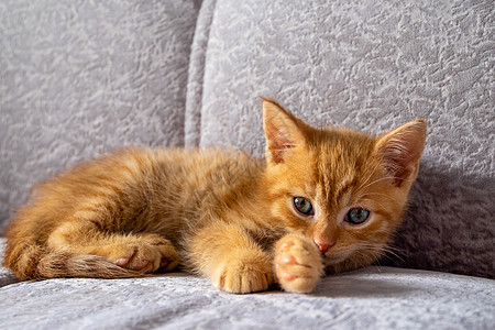 一只小姜猫躺在沙发上 看着摄像机图片