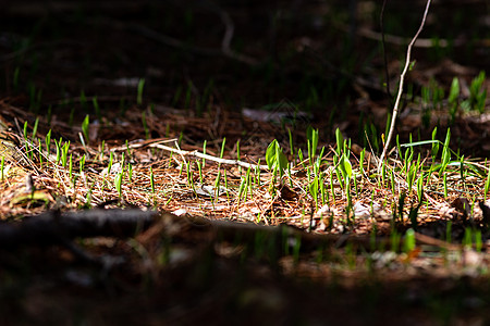 森林底林层新的春季增长图片