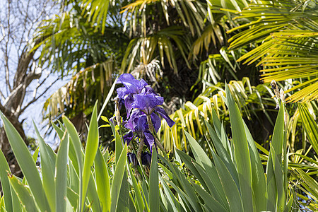 Iris 花花瓣花园蓝色季节艺术植物花束紫色植物群花朵图片