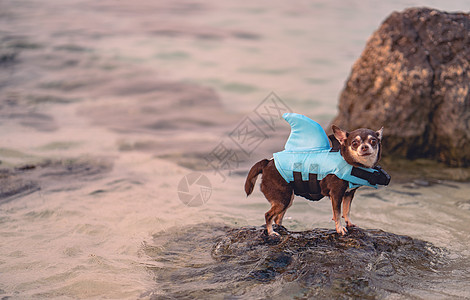 小狗穿着鲨鱼的泳衣 准备安全游泳 站在海面上 在海上站着图片