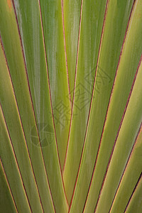 旅行者棕榈叶的特写形状叶子旅行者棕榈叶图案背景生活环境棕榈叶子扇形园艺花园生长植物学叶柄背景图片