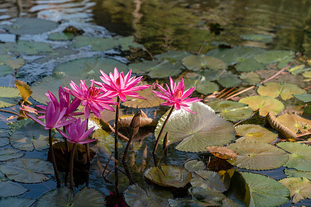 池塘里的粉红色水状花或莲花图片