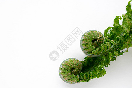 白色背景上的年轻绿色蕨类植物两卷美丽的卷发  tex 的地方图片