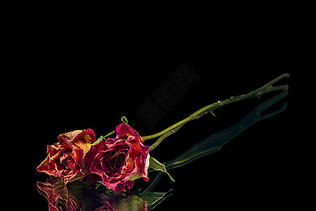 两朵干玫瑰花瓣反射古董说谎衰变植物学乡愁植物群死亡花朵图片