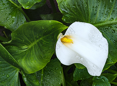 泽特代契亚阿塞蒂奥比西亚花朵礼物植物群植物花园百合装饰品装饰树叶花瓣风格图片