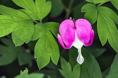 光谱分中心花朵树叶美丽花园奇观季节宏观心形叶子植物图片